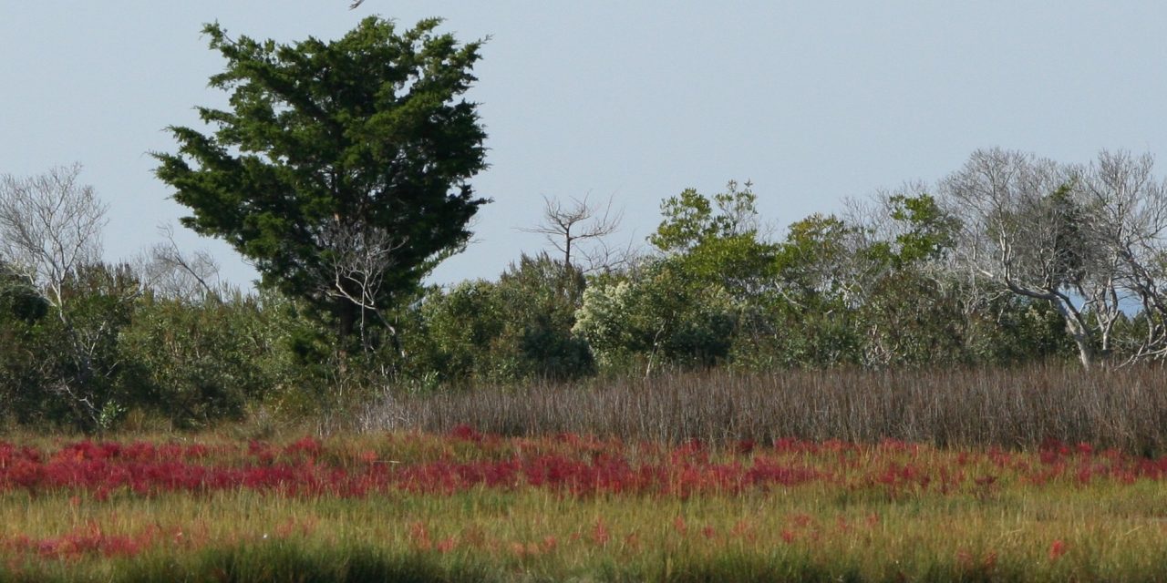 Fast-Evolving Plants Undermine Flood Resilience in Chesapeake Bay