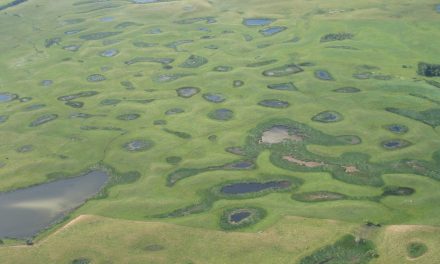 Small, Disconnected Wetlands Trap Twice as Much Nitrogen